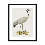 Common Crane Framed & Mounted Print