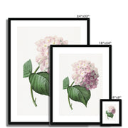 Hydrangea Framed & Mounted Print