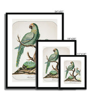 Two Parrots on a Barren Tree  Framed & Mounted Print