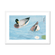 Ducks Framed & Mounted Print