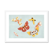 Japanese butterfly: Cho senshu (One Thousand Butterflies) Framed & Mounted Print