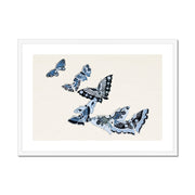 Japanese butterfly: Cho senshu (One Thousand Butterflies) 1 Framed & Mounted Print