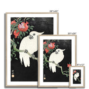 Cockatoo and Pomegranate Framed & Mounted Print