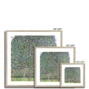 Pear Tree Framed & Mounted Print