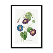 Star-glory Morning–glory (1827) Framed & Mounted Print