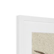 Head of a Cow or Ox Framed & Mounted Print