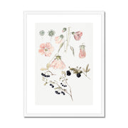 Botanical Detail Studies: Hollyhocks, Blueberries, and Blackberries Framed & Mounted Print