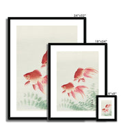 Two Veil Goldfish Framed & Mounted Print