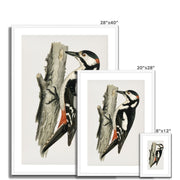 Great spotted woodpecker-male Framed & Mounted Print