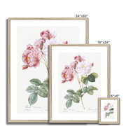 Rosa × damascena, Rosebush (Rosa damascena) from Les Roses Framed & Mounted Print