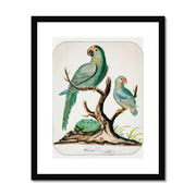 Two Parrots on a Barren Tree  Framed & Mounted Print