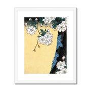 Japanese cherry blossoms Framed & Mounted Print