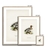 Eurasian wigeon Framed & Mounted Print