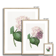 Hydrangea Framed & Mounted Print