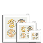 Flower Studies (Four Designs for Circular Ornaments) Framed & Mounted Print