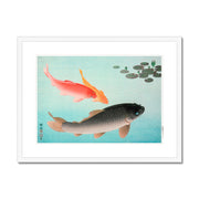 Common and Golden Carp Framed & Mounted Print