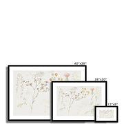 Studies of Meadow Flowers Framed & Mounted Print