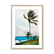 Palm Tree, Nassau Framed & Mounted Print