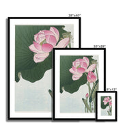 Blooming Lotus Flowers Framed & Mounted Print