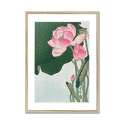 Blooming Lotus Flowers Framed & Mounted Print