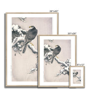 Goshawk on Snow-covered Pine Bough Framed & Mounted Print