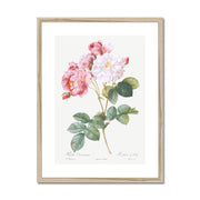 Rosa × damascena, Rosebush (Rosa damascena) from Les Roses Framed & Mounted Print