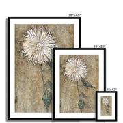 Chrysanthemum Framed & Mounted Print