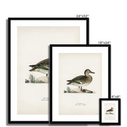 Teal Framed & Mounted Print