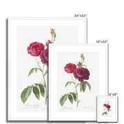 Purple French Rose, Rosa gallica purpuro-violacea magna from Les Roses Framed & Mounted Print