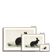Black hare Framed & Mounted Print
