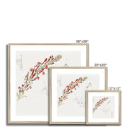 Cardinal Flower Framed & Mounted Print