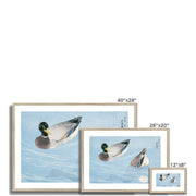 Ducks Framed & Mounted Print