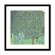 Rosebushes under the Trees Framed & Mounted Print