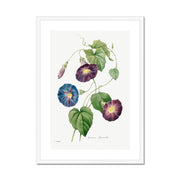 Star-glory Morning–glory (1827) Framed & Mounted Print