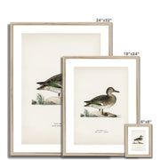 Teal Framed & Mounted Print