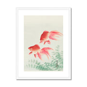 Two Veil Goldfish Framed & Mounted Print