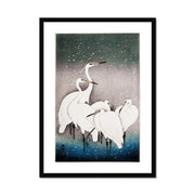 Group of Egrets Framed & Mounted Print