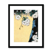 Japanese cherry blossoms Framed & Mounted Print