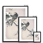 Goshawk on Snow-covered Pine Bough Framed & Mounted Print