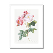 Rosa × damascena, Rosebush (Rosa damascena) from Les Roses Framed & Mounted Print
