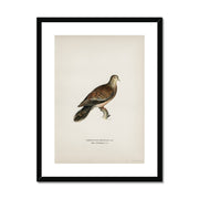 Oriental turtle dove  Framed & Mounted Print