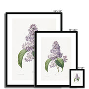 Lilac Framed & Mounted Print
