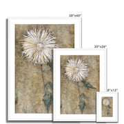 Chrysanthemum Framed & Mounted Print