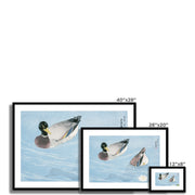 Ducks Framed & Mounted Print
