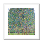 Pear Tree Framed & Mounted Print