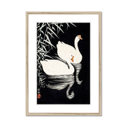 White Chinese Geese Swimming by Reeds Framed & Mounted Print