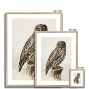 Great grey owl Framed & Mounted Print