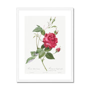 Blood-Red Bengal Rose, Rosa indica cruneta from Les Roses Framed & Mounted Print