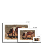 Study of a Grazing Cow  Framed & Mounted Print