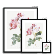 Rosa × damascena, Rosebush (Rosa damascena) from Les Roses Framed & Mounted Print